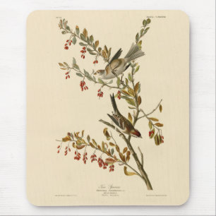 American Träd Sparrow, Audubon's Birds of America Musmatta