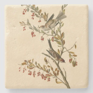 American Träd Sparrow, Audubon's Birds of America Stenunderlägg