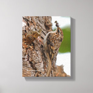 American Treecreeper med Kryp Canvastryck
