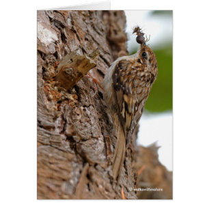 American Treecreeper med Kryp Hälsningskort