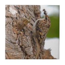 American Treecreeper med Kryp
