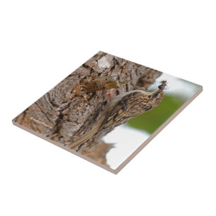 American Treecreeper med Kryp Kakelplatta