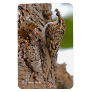 American Treecreeper med Kryp Magnet
