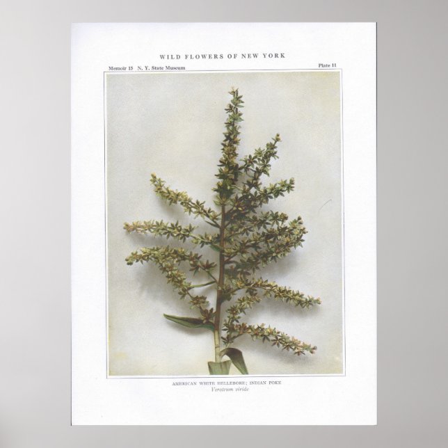 American White Hellebore; indisk poke Poster (Framsidan)