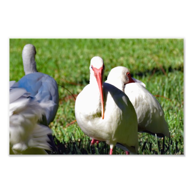 American White Ibis Fototryck (Framsidan)