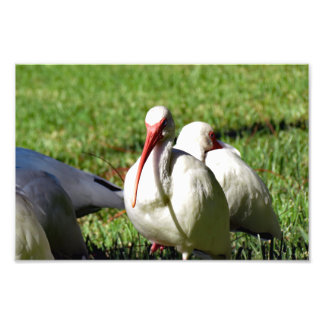 American White Ibis Fototryck