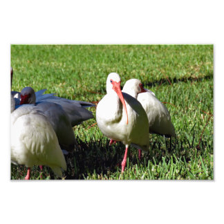 American White Ibis Fototryck