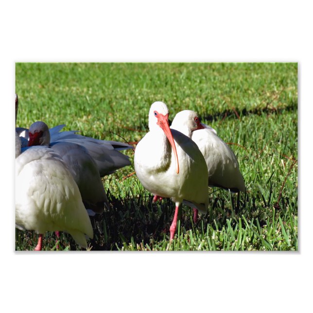 American White Ibis Fototryck (Framsidan)