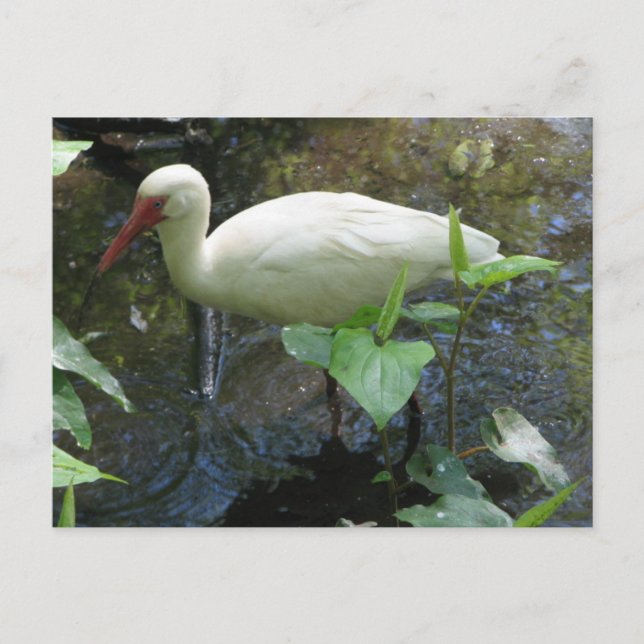 American White Ibis Vykort (Framsida)