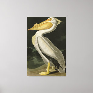 American White Pelican, Audubon's Birds of America Canvastryck