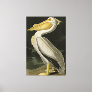 American White Pelican, Audubon's Birds of America Canvastryck