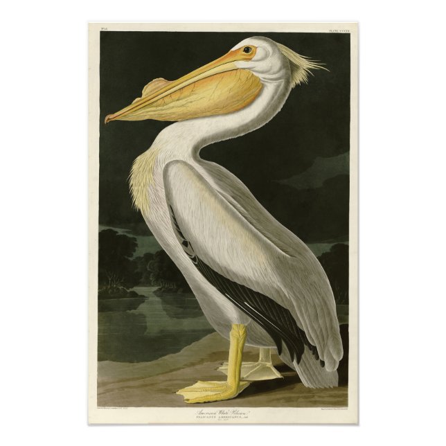 American White Pelican, Audubon's Birds of America Fototryck (Framsidan)