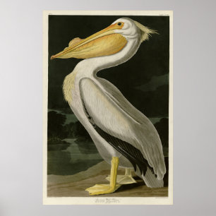 American White Pelican, Audubons Birds of America Poster
