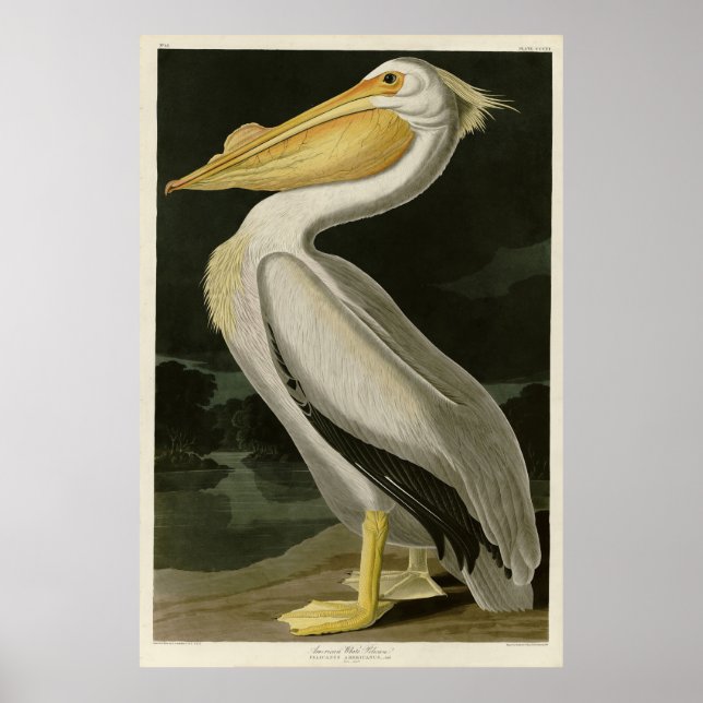 American White Pelican, Audubon's Birds of America Poster (Framsidan)