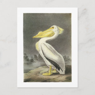 American White Pelican av Audubon Vykort