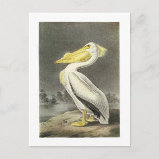 American White Pelican av Audubon Vykort