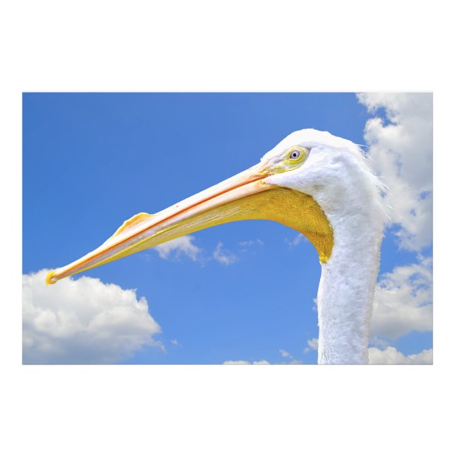 American White Pelican Fototryck (Framsidan)