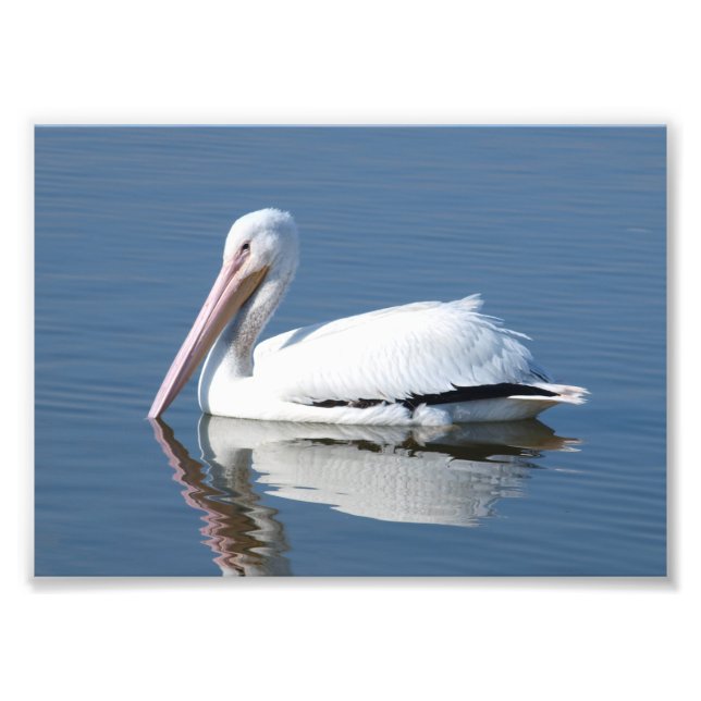 American White Pelican Fototryck (Framsidan)