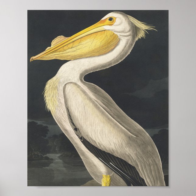 American White Pelican från amerikanska fåglar Poster (Framsidan)