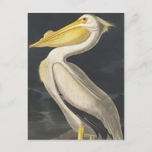 American White Pelican från amerikanska fåglar Vykort