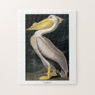 American White Pelican John James Audubon 11 x 14 Pussel