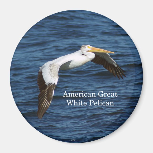 American White Pelican magnet (Framsidan)