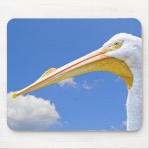American White Pelican Musmatta