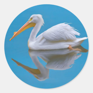 American White Pelican Sticker Runt Klistermärke
