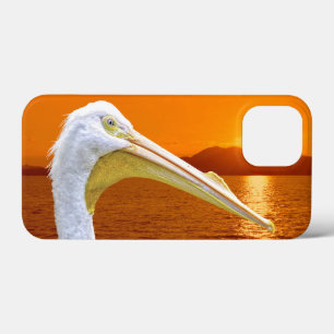 American White Pelican sunset på Korfu