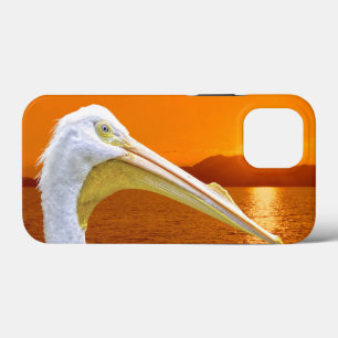 American White Pelican sunset på Korfu