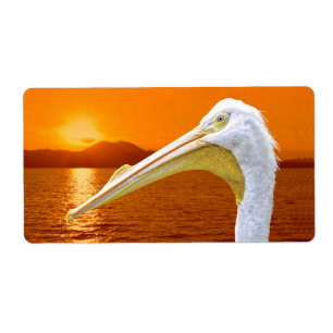 American White Pelican sunset på Korfu Fraktsedel