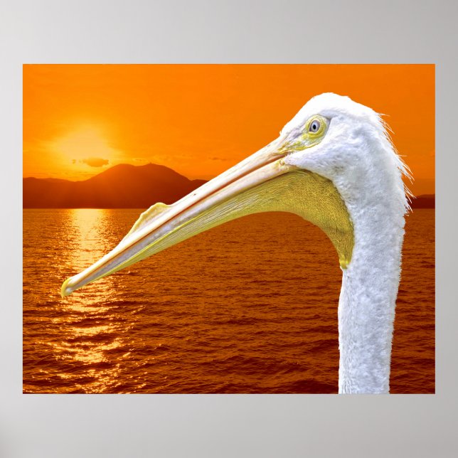 American White Pelican sunset på Korfu Poster (Framsidan)