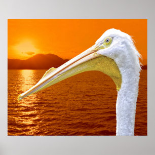 American White Pelican sunset på Korfu Poster