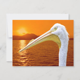 American White Pelican sunset på Korfu Vykort