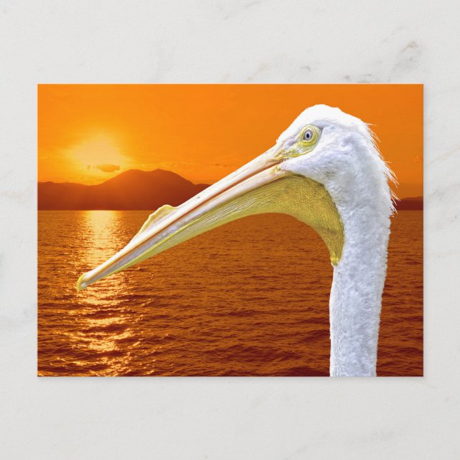 American White Pelican sunset på Korfu Vykort (Framsida)
