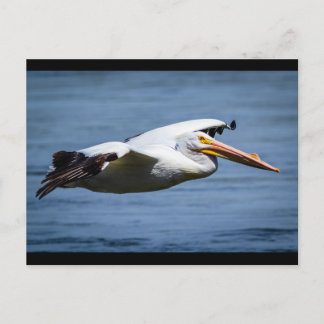 American White Pelican under flygning Vykort
