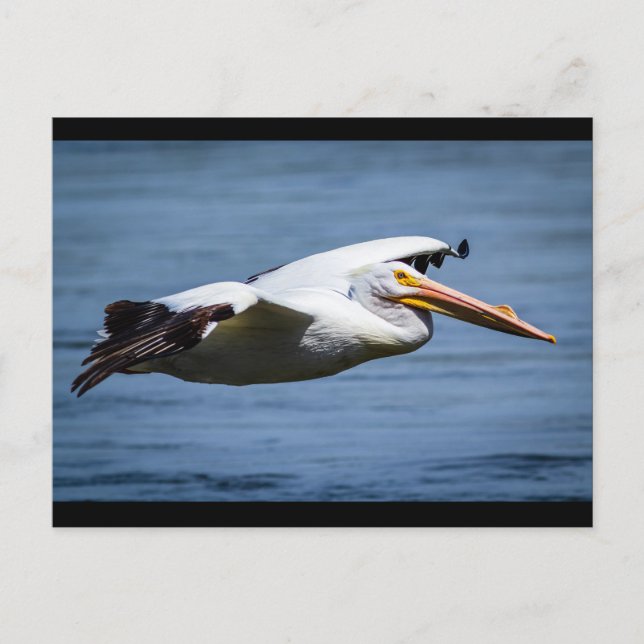 American White Pelican under flygning Vykort (Framsida)