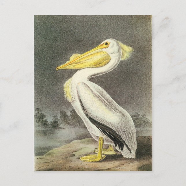 American White Pelican Vykort (Framsida)