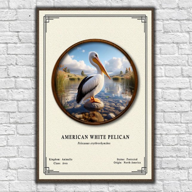 American White Pelican Zoology Series Poster (Skapare uppladdad)