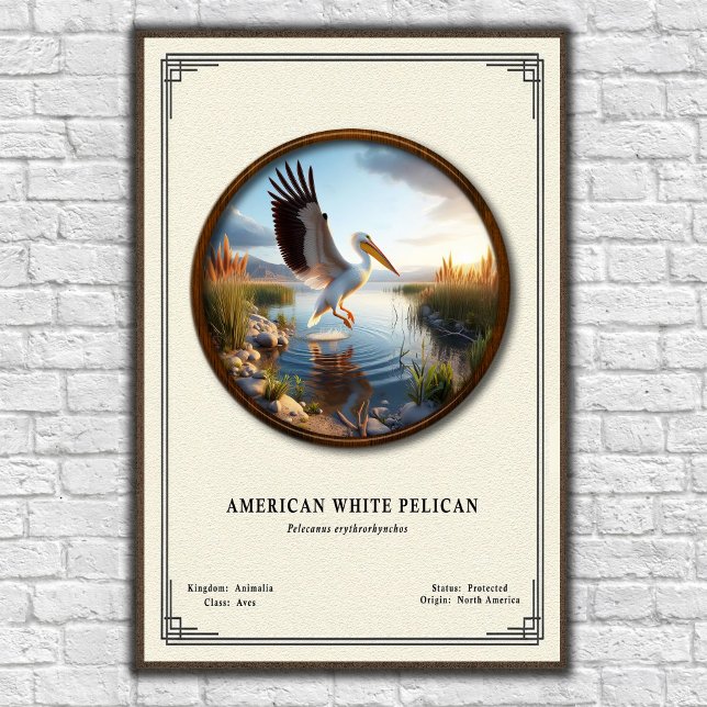 American White Pelican Zoology Series Poster (Skapare uppladdad)