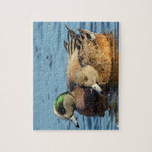 American Widgeon Ankor (Drake och Hen)