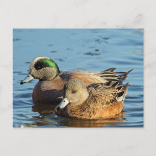 American Widgeon Pair (Drake och Hen) Helg Vykort