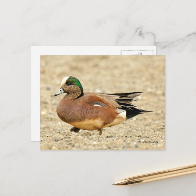 American Wigeon Anka Walking the Beach Vykort (Fram/Back In Situ)