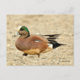 American Wigeon Anka Walking the Beach Vykort