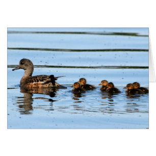 American Wigeon Brood 2 Hälsningskort