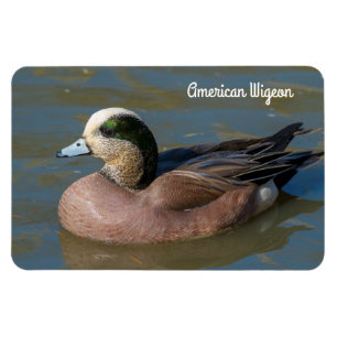 American Wigeon Magnet