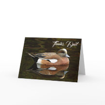 American Wigeon Natur Foto Fars Dag