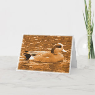 American Wigeon Tack for Helping Kort