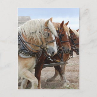 American Work Horse Vykort