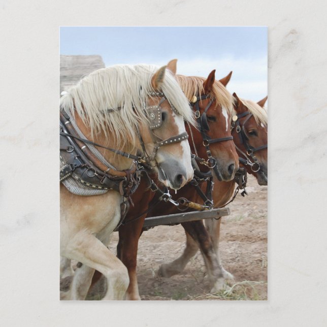 American Work Horse Vykort (Framsida)